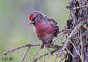 Carduelis flammea